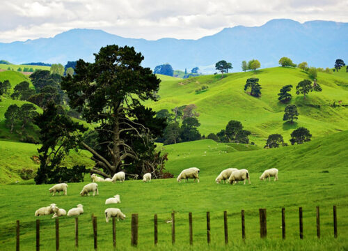 Picturesque New Zealand